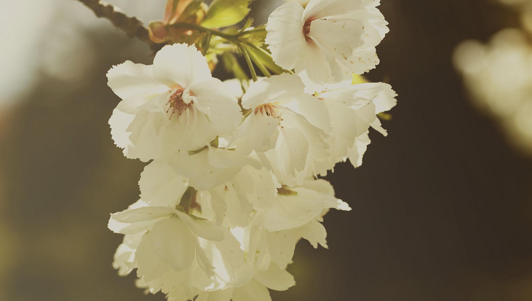 Don’t Waste Your Cancer