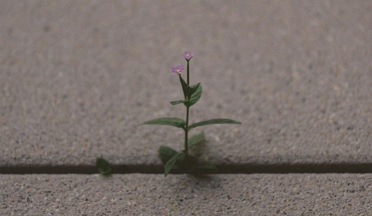 Resilience: Finding Strength in Weakness