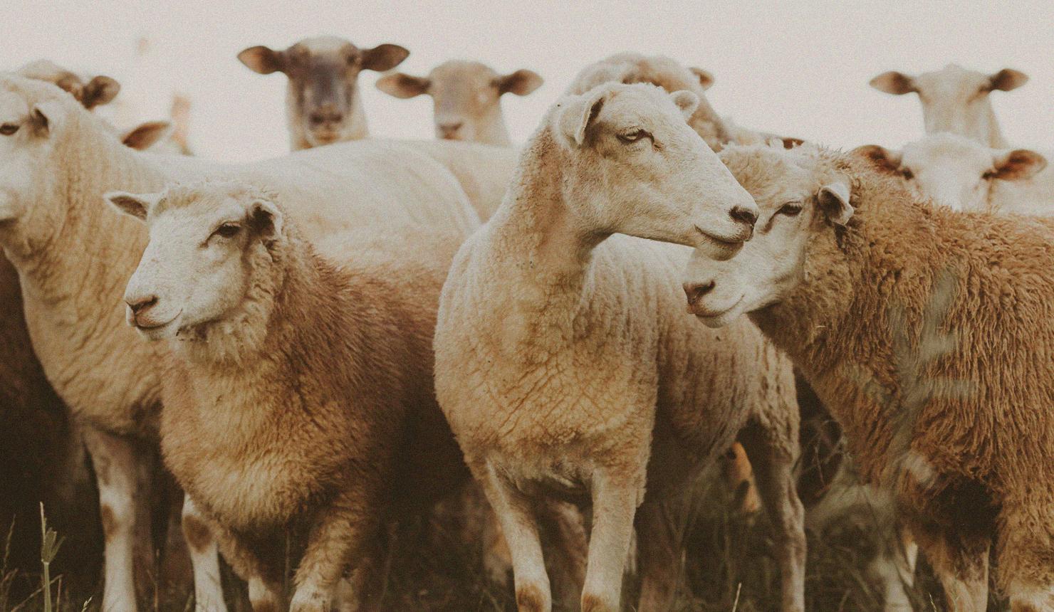 The Beauty of Adoption into God's Family