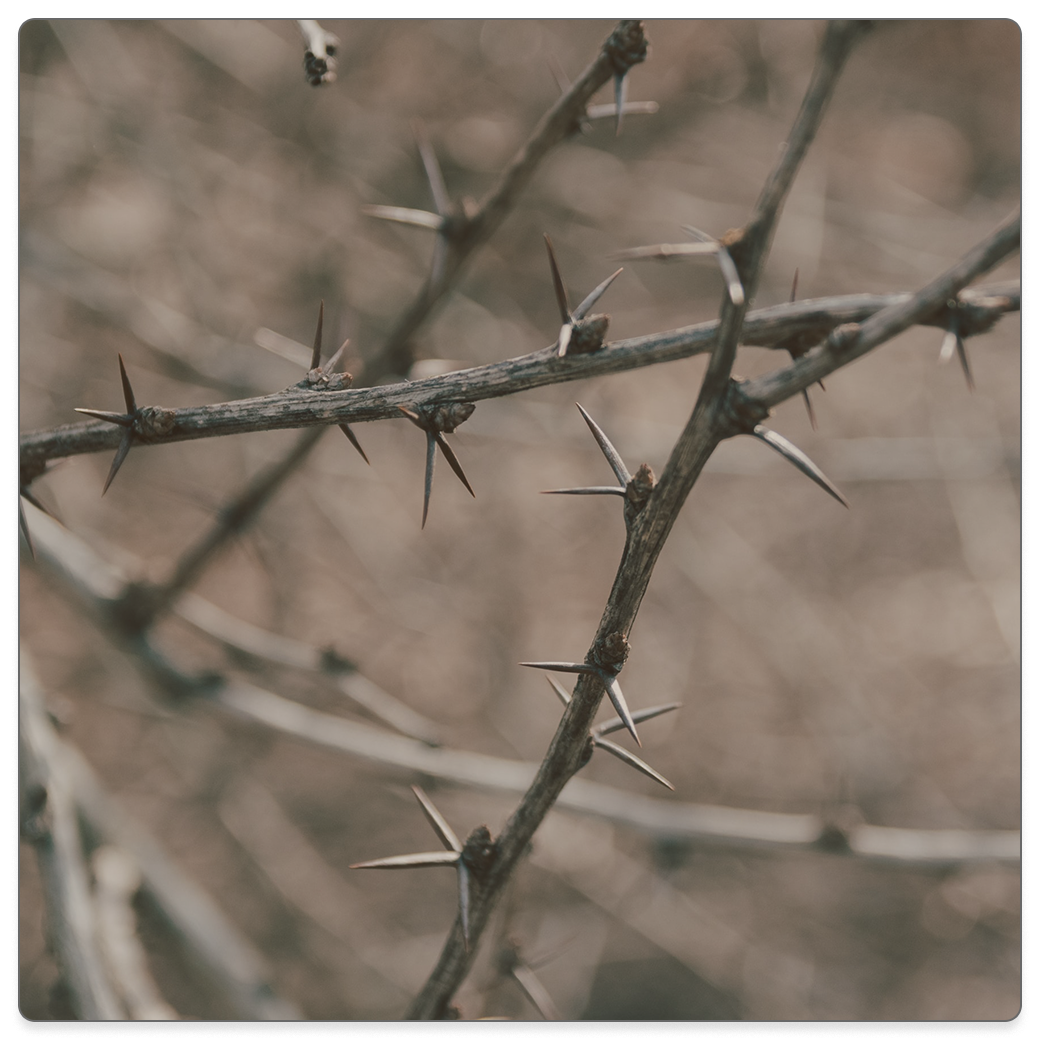 Counseling in the Brambles: How to Help Oppressive Marriages