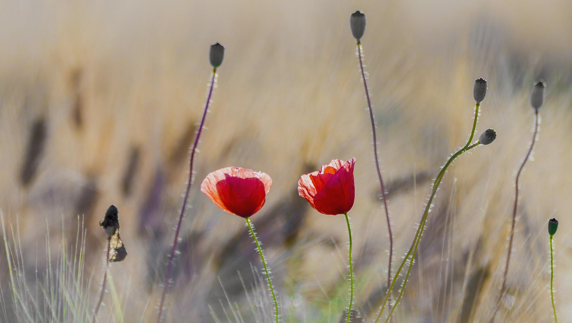 When a Command Became a Promise